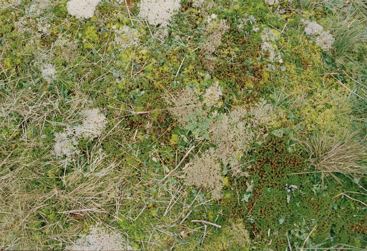 0125Dungeness017